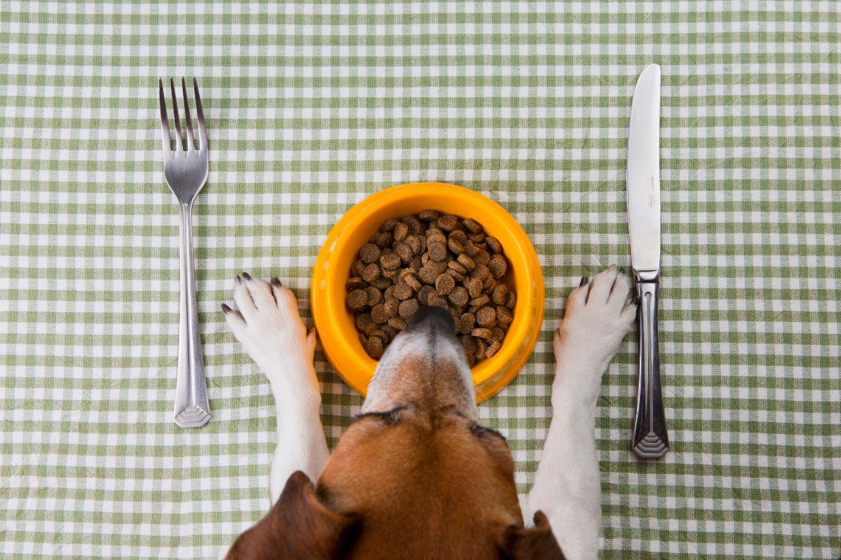 image for Blue Buffalo Life Protection: Premium Dog Food Worth Every Bite