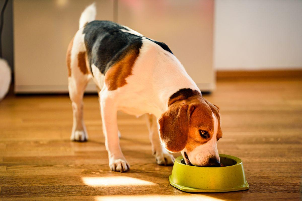 image for WholeHearted All Life Stages Dog Food: Your Complete Nutrition Guide