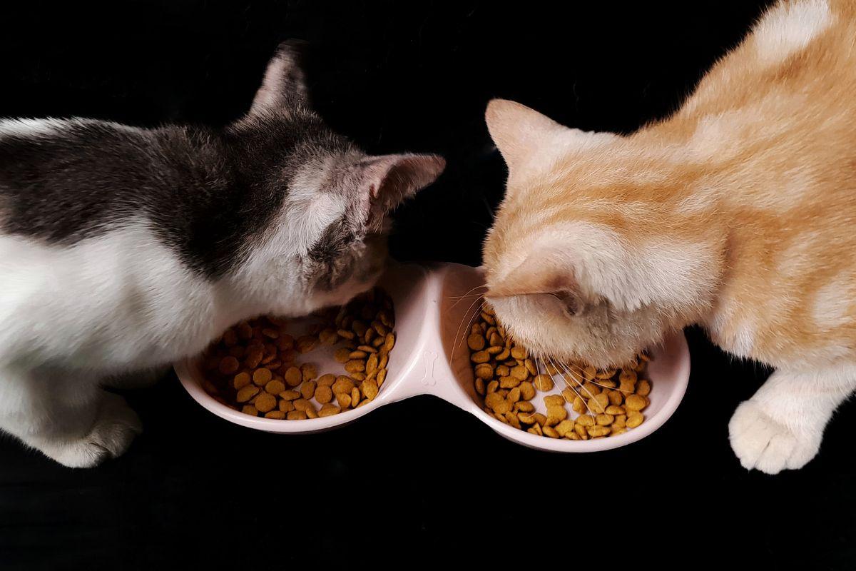 image for Blue Buffalo Wilderness Indoor Cat Food: A Choice for Indoor Cats