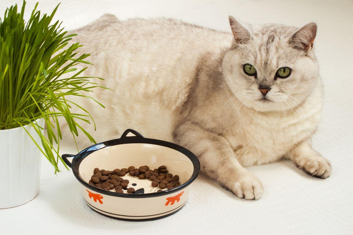 image for Wellness CORE Indoor Cat Food: Indoor Cats Premium Choice